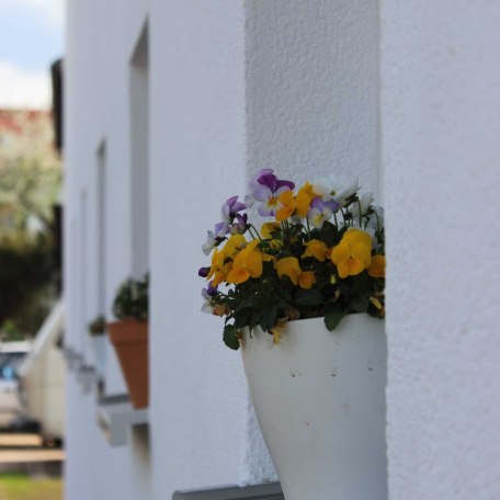 Frühlingsblumen, © im-web.de/ Gemeinde Waakirchen-Schaftlach