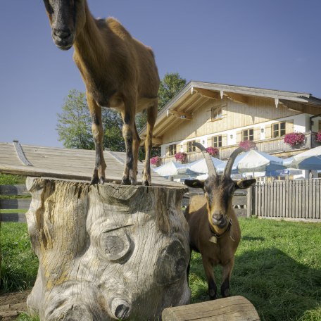 Naturkäserei Tegernseer Land, © Dietmar Denger