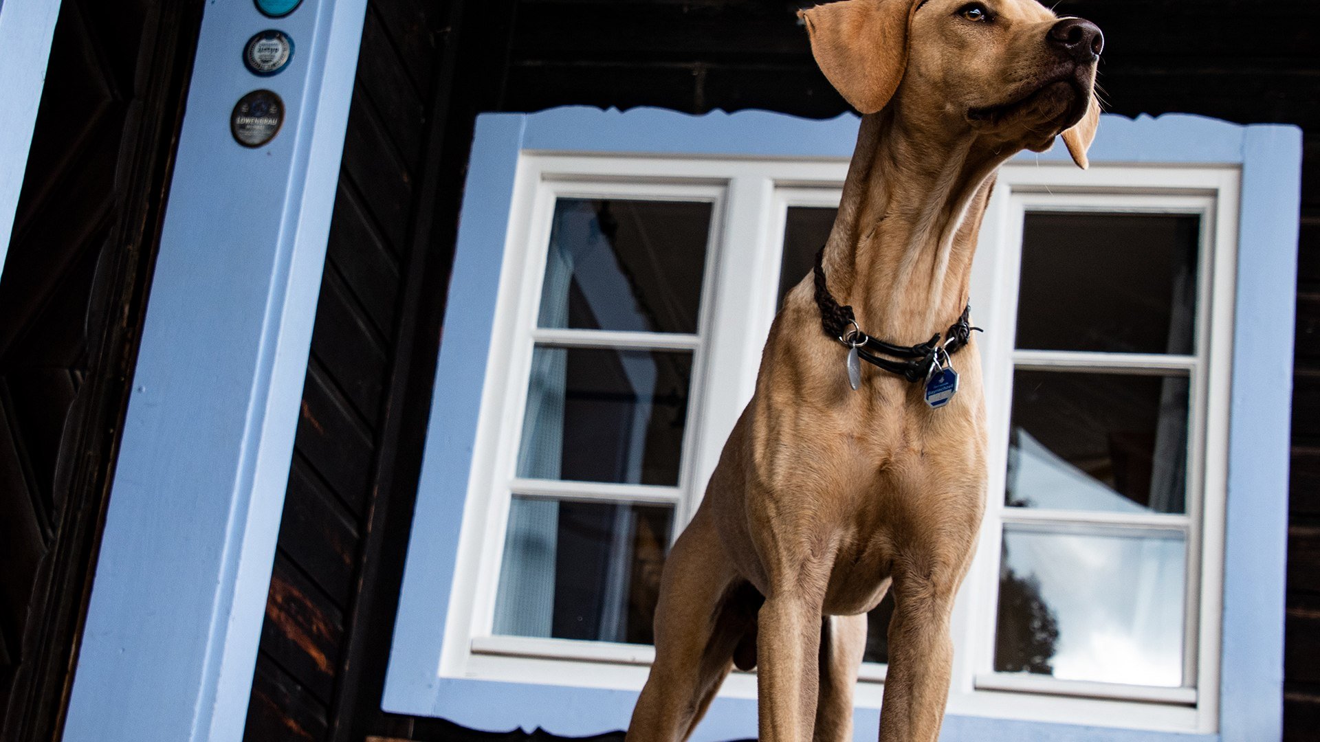 Hund Alm, © Florian Liebenstein