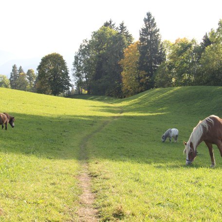 Haflinger auf der Weide, © im-web.de/ Touristinformation Fischbachau