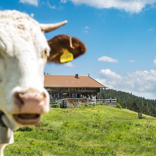 Almen rund um Tegernsee und Schliersee laden zur Rast ein, © Dietmar Denger