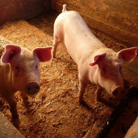 unsere Schweine, © im-web.de/ Kultur- und Tourismusamt Miesbach