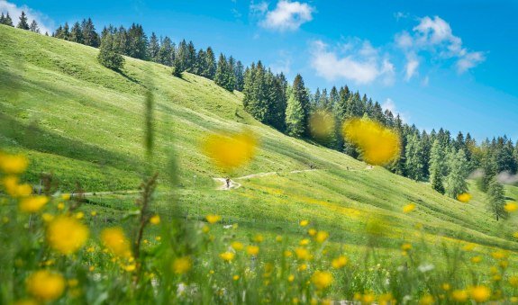 Wanderweg an der Gindelalm, © Alpenregion Tegernsee Schliersee