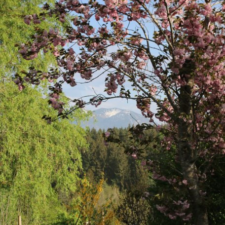 Ferienhaus Enke Garten im Frühling, © im-web.de/ Kultur- und Tourismusamt Miesbach