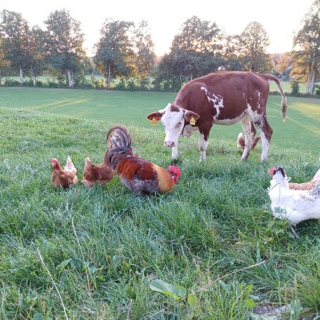 Tiere auf dem Hof, © Biohof Oberlinner