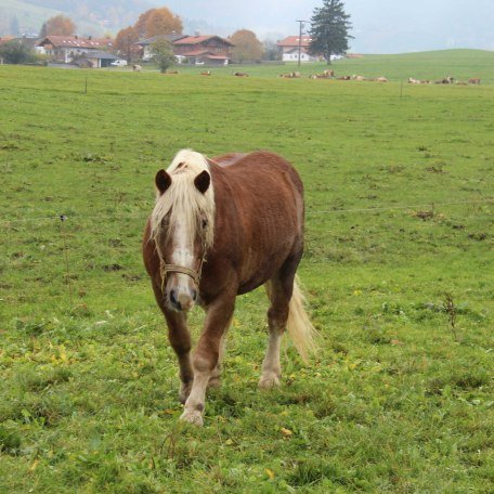 Hoftiere, © im-web.de/ Touristinformation Fischbachau