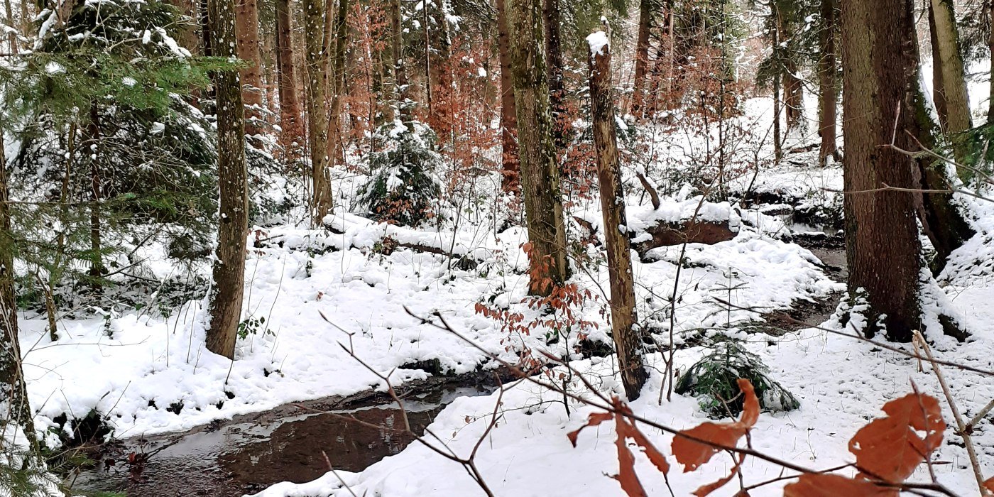 waldwinteratumenke